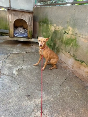 Tango,PodencoAndaluz - ein leiser Hund; in seinen Augen kann man die schlimme Vergangenheit erahnen Bild 9