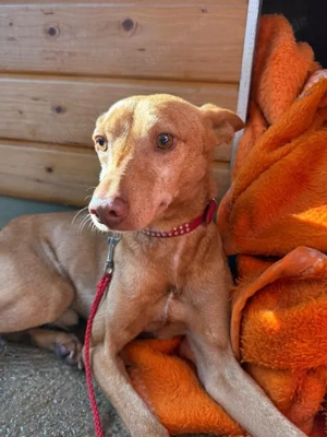 Tango,PodencoAndaluz - ein leiser Hund; in seinen Augen kann man die schlimme Vergangenheit erahnen Bild 5