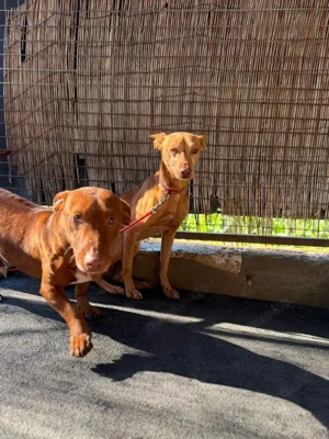 Tango,PodencoAndaluz - ein leiser Hund; in seinen Augen kann man die schlimme Vergangenheit erahnen Bild 10