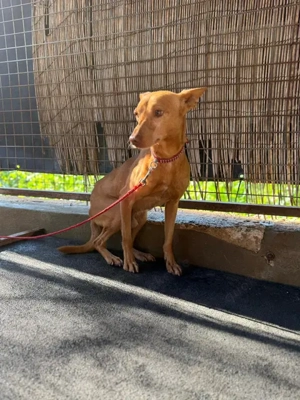 Tango,PodencoAndaluz - ein leiser Hund; in seinen Augen kann man die schlimme Vergangenheit erahnen Bild 8