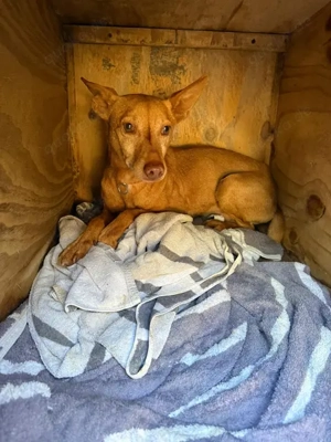 Tango,PodencoAndaluz - ein leiser Hund; in seinen Augen kann man die schlimme Vergangenheit erahnen Bild 6