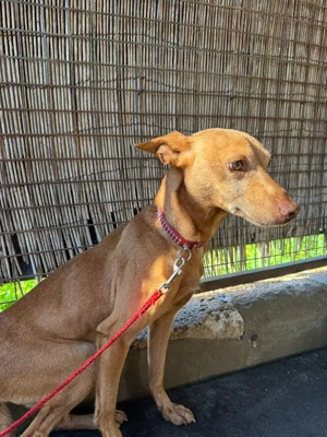 Tango,PodencoAndaluz - ein leiser Hund; in seinen Augen kann man die schlimme Vergangenheit erahnen Bild 7