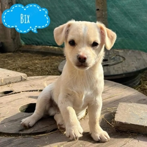 Bix, kleiner Welpe, Chihuahua Mix