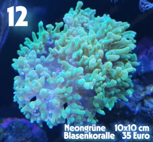 Meerwasser Korallen Ableger