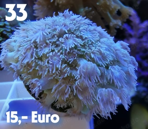 Meerwasser Korallen Ableger