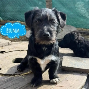 Brumm, zuckersüßer Zwergschnauzer Mix Welpe