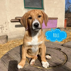 Roli, wundersüßer und verschmuster Mischlingswelpe