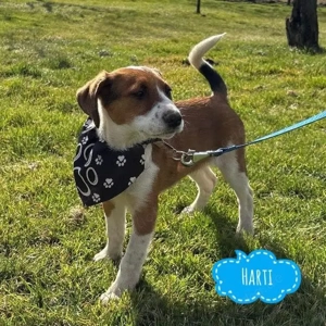 Harti, kann ein Welpe süßer sein? :)