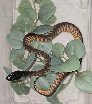 1,1 Schwarzkopfpython 