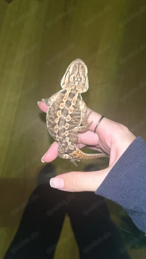 Bartagamen Jungtier orange aus 2025