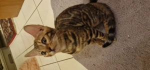 Bengal katze kitten süß und lieb 
