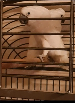 Weißhaubenkakadu Paar abzugeben