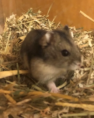 Süßes Handzahmes  Zwerghamster weibchen 