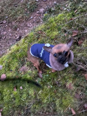 Zauberhafte Mini Chihuahua Hündin (fast 1 Jahr) sucht Herzensmenschen   