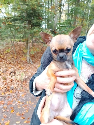 Zauberhafte Mini Chihuahua Hündin 1 und Halb Jahre, mit Zubehör, entwurmt und geimpft 