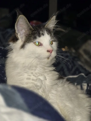 Maine Coon Kater mit Ahnentafel sucht 