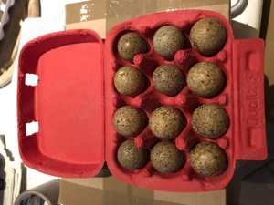 Bruteier Harlekinwachteln 