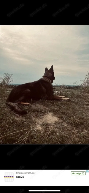 dsh Deutschen Schäferhund rüde Bild 2