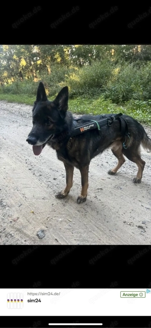 dsh Deutschen Schäferhund rüde Bild 3