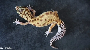 Subadult adult +40g Weibchen Leopardgecko