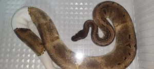 Königspython Pinstripe pied 0.1