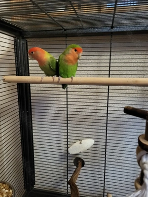 Unzertrennliche Pärchen