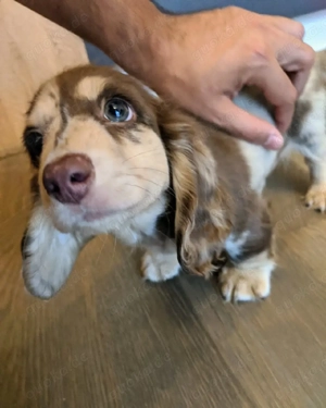 auf der Suche nach einem sicheren und komfortablen Zuhause 