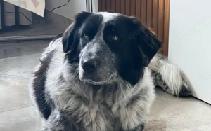 Enola sucht ein Zuhause