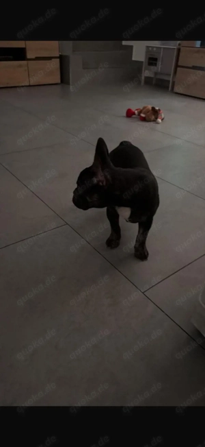 New English Bulldog weibchen  Bild 2