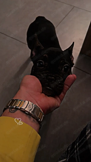 New English Bulldog weibchen  Bild 5