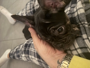 New English Bulldog weibchen  Bild 4