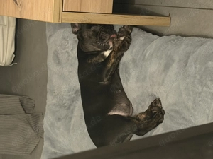 New English Bulldog weibchen  Bild 3