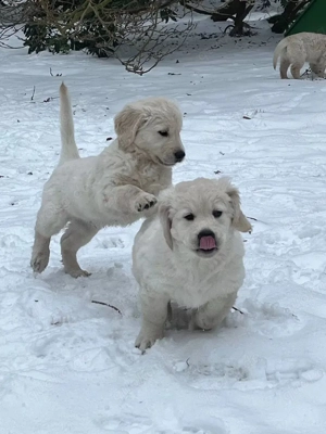 Golden-Retriever-Welpen abzugeben