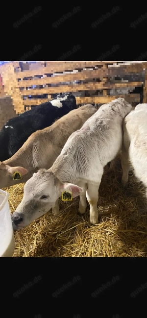 Kälber zu verkaufen