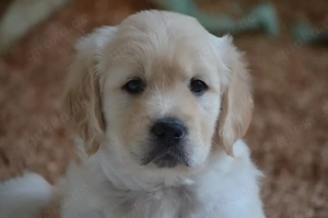 Reinrassige Golden-Retriever-Welpen