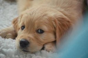 Reinrassige Golden-Retriever-Welpen