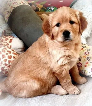 Golden-Retriever-Welpen suchen ein neues Zuhause
