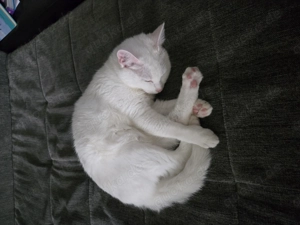 Heilige Birma EKH Mix weibchen