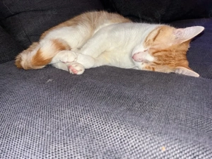 2 liebevolle kater brüder 