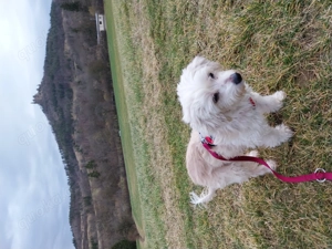  Zwei verschmuste Herzenshunde suchen liebevolles Zuhause
