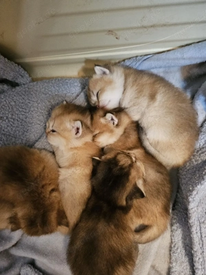 Britisch kurz Haare kitten 