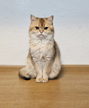 Britisch kurz Haare kitten  Bild 5