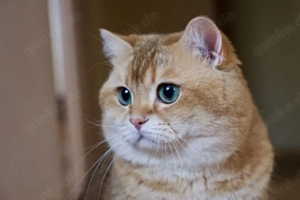 Britisch kurz Haare kitten 