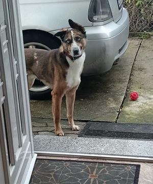 Australian shepherd  Malinios mix 
