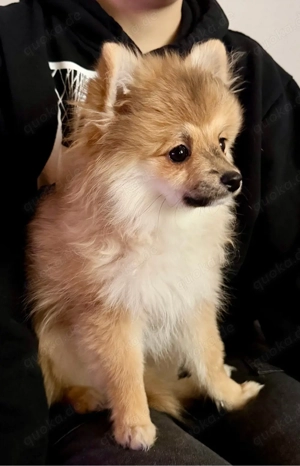 Zwergspitz Baby   Mädchen 