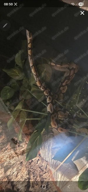 Königspython Weibchen 