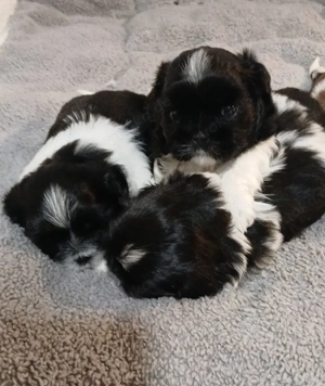 Welpen Shih Tzu 