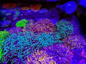 A. echinata, LPS, SPS,Goniopora, Korallen, Ableger,Acropora, Alveopora,Favia
