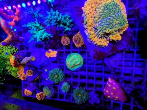 A. echinata, LPS, SPS,Goniopora, Korallen, Ableger,Acropora, Alveopora,Favia Bild 6