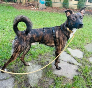 Cooper - junger, schlauer Rüde